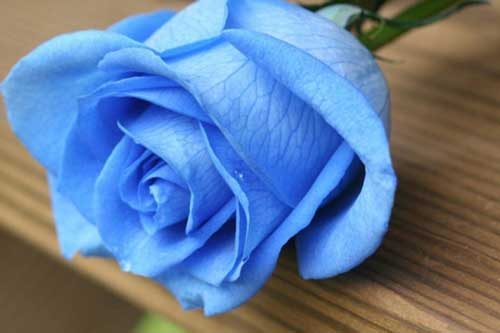 عکس گل رز آبی و فلسفه رز آبی