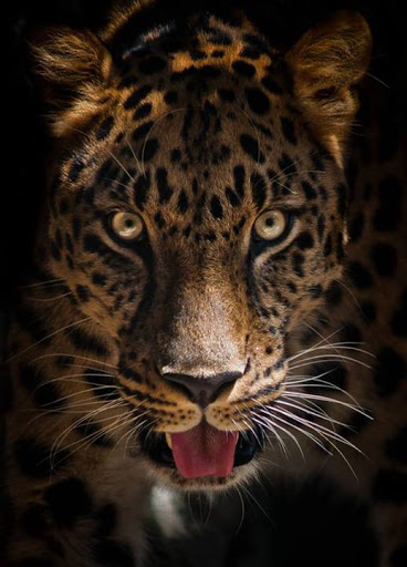 عکاسی از حیوانات وحشی – پرتره های کلوزآپ از حیوانات در باغ وحش | لنزک