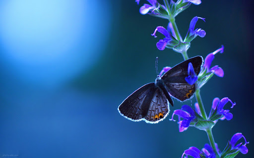 والپیپر پروانه روی گل آبی زیبا aks parvane roye gol