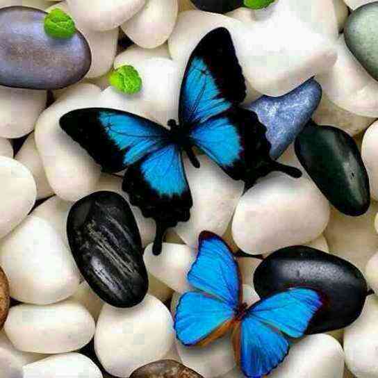 پروانه های زیبا - ویسگون